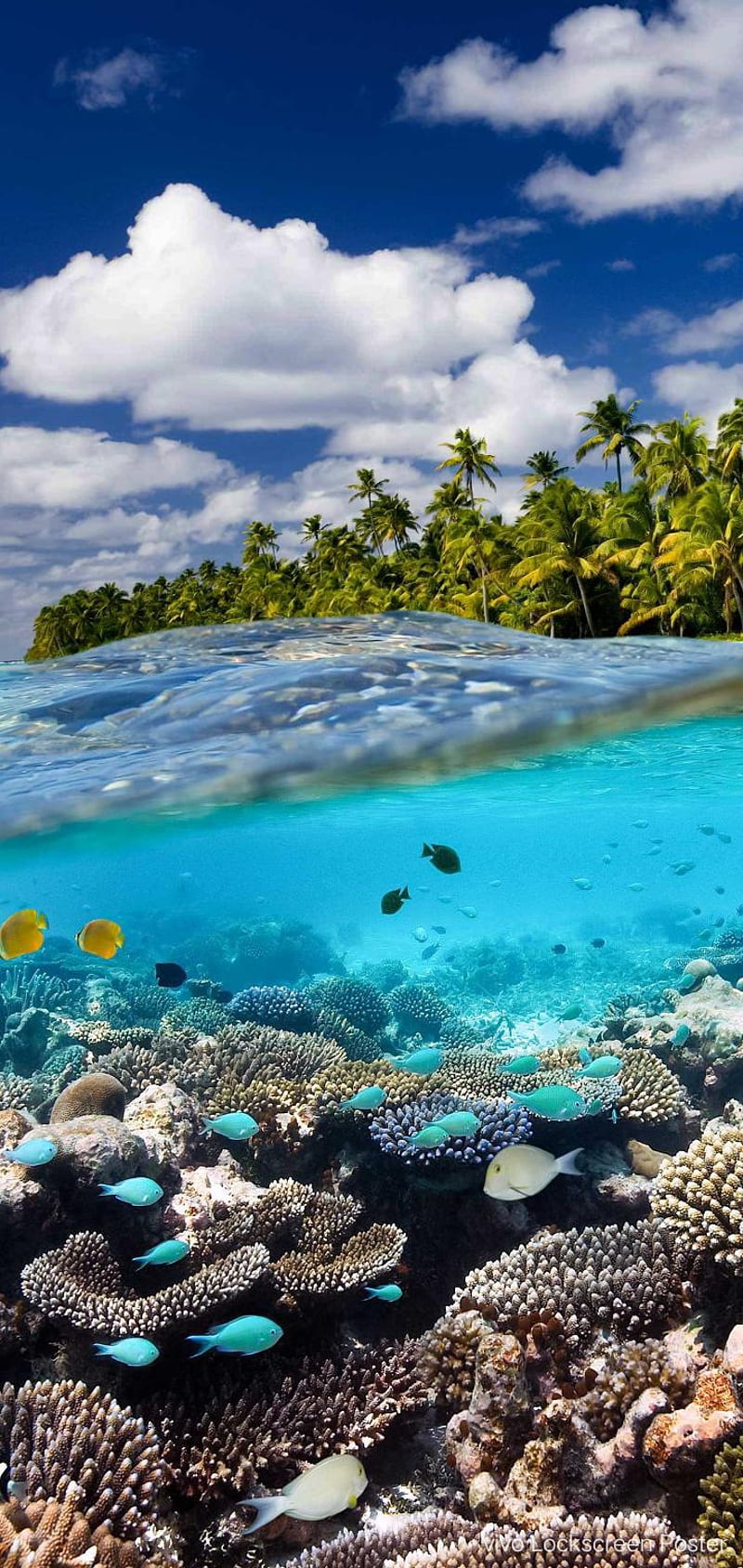 Island, android, horizon, islands, ocean, over, tropical, HD phone wallpaper