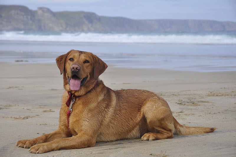 labrador retriever, lying down, beach, sand, dogs, Animal, HD wallpaper