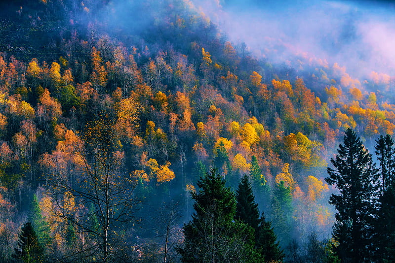 Fall in a valley in West Norway, colors, trees, mist, scandinavia, HD wallpaper