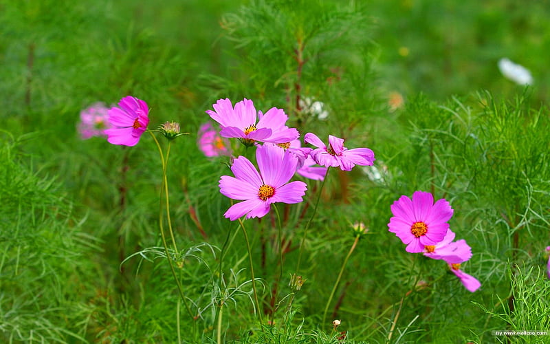 Autumn flowers-grass in the cosmos 18, HD wallpaper