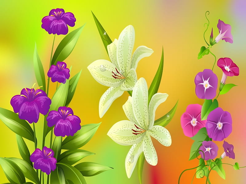 Colourful flowers, Vector, Lilies, Flowers, Clematis, HD wallpaper | Peakpx