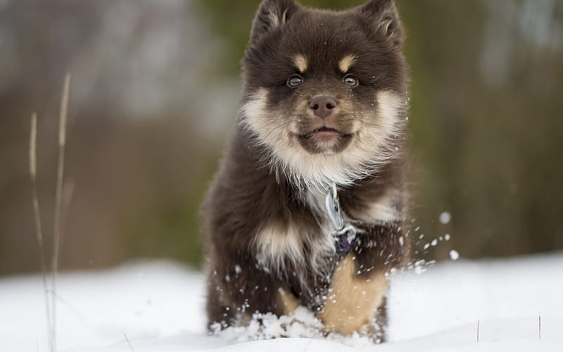 Finnish Lappphund, winter, puppy, pets, lappphund, dogs, cute animals, Finnish Lappphund Dog, HD wallpaper