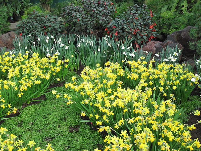 Botanical Garden year around 18, Yellow, Daffodils, graphy, green, garden, Flowers, HD wallpaper