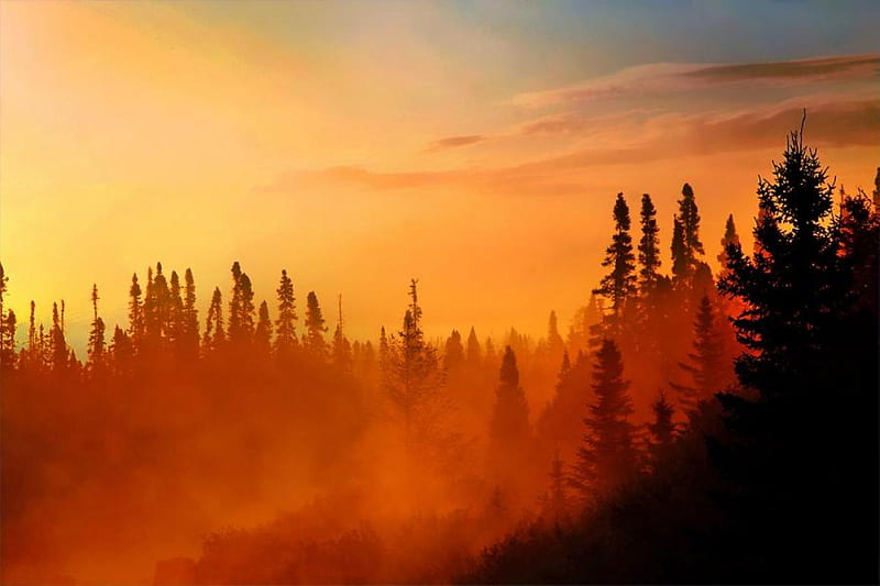 Red Mist at Dusk, forest, sun, dusk, sunset, fog, light, mist, HD wallpaper