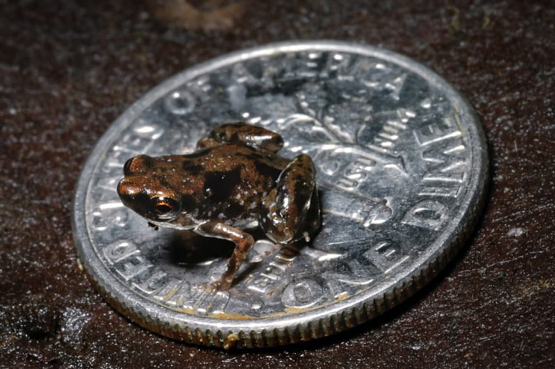 tiniest frog worldwide, amphieb, frog, guinness, animal, HD wallpaper