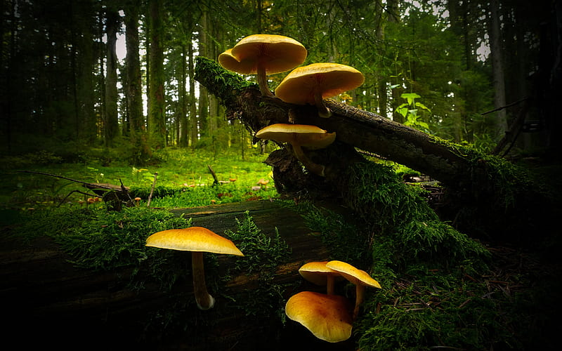mushrooms, forest, nature, fungi, HD wallpaper