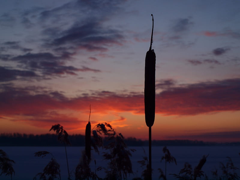 Sunset on the Lake, cattails, colors, nature, sunset, clouds, sky, lake, HD wallpaper