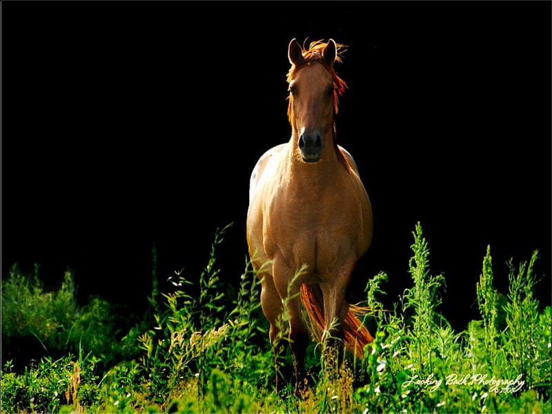 Trot Trot Trot, horse, field, HD wallpaper