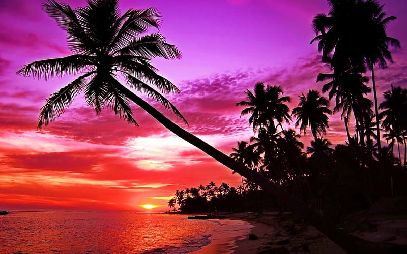 Palm Sunset, sun, nature, palm, sunset, trees, clouds, sky, sea, HD ...