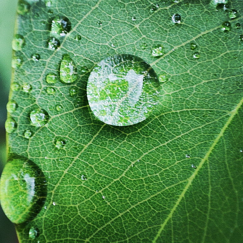 Leaf dew, rain, water drops, HD phone wallpaper