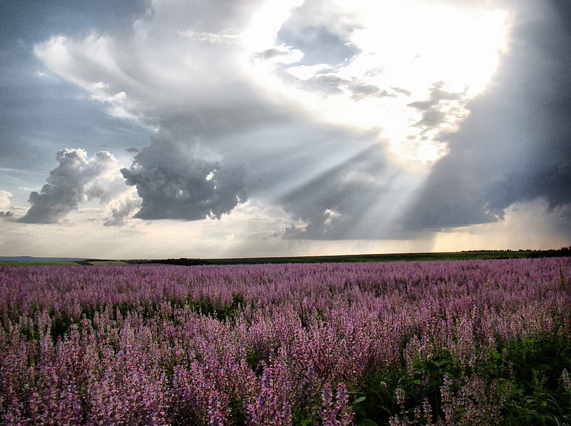 * Lavender *, flower, flowers, lavender, nture, HD wallpaper