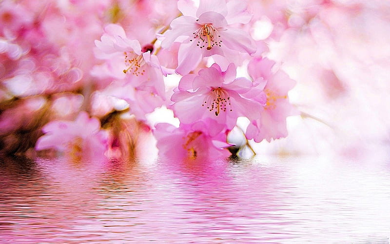REFLECTIONS OF CANDY, springtime, sweet, water, mallow soft, haze, candy pink, blossoms, ponds, blooms, HD wallpaper