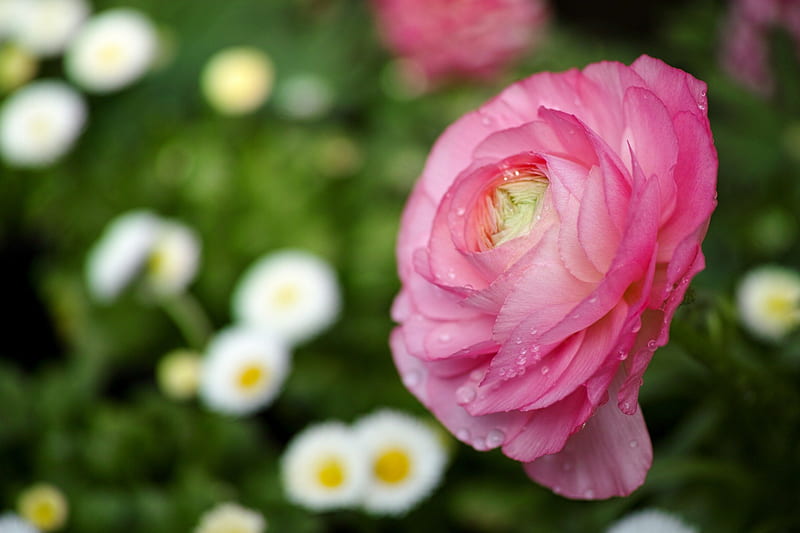 RANUNKULYUS - Asian buttercup ***, asian, buttercup, flowers, nature ...