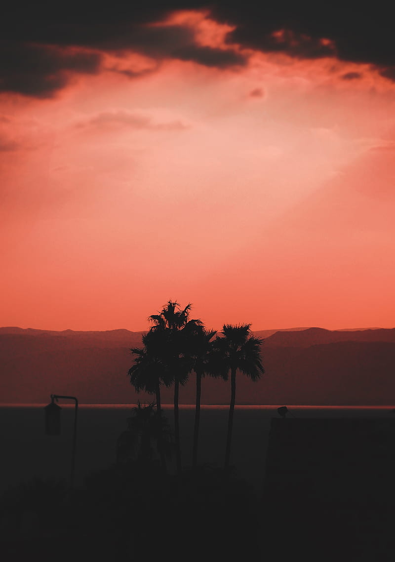 palm trees, dark, dusk, outlines, HD phone wallpaper