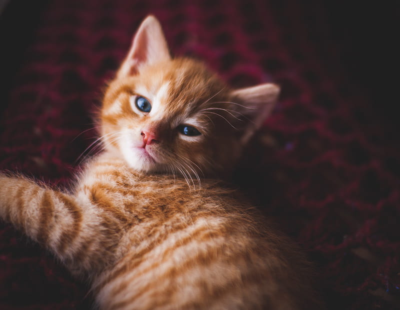 lying orange tabby cat, HD wallpaper