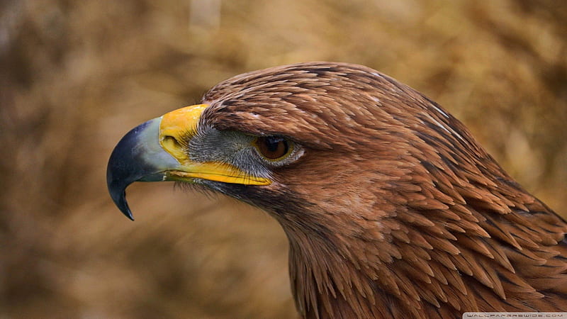 Eagle eye, predatory, eagle, beauty, HD wallpaper | Peakpx