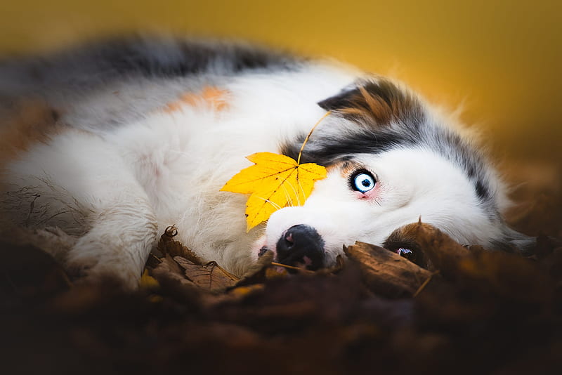 Dogs, Australian Shepherd, Dog, Fall, Leaf, Pet, HD wallpaper