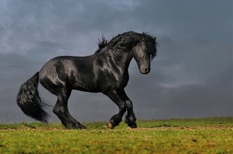 Black Beauty, dutch, friesian, black, drafthorse, horses, HD wallpaper