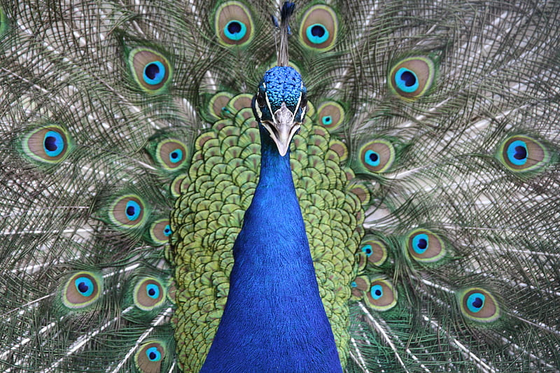 Selective Focus graph of Peacock, HD wallpaper