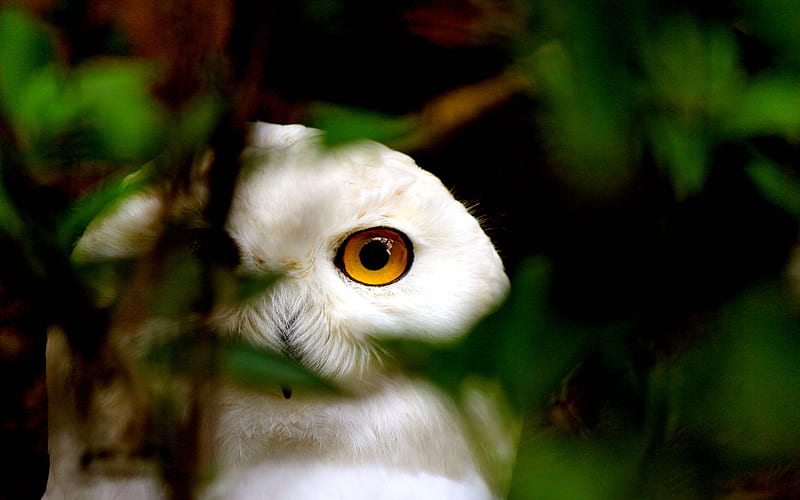Snowy Owl Eyes-Animal, HD wallpaper