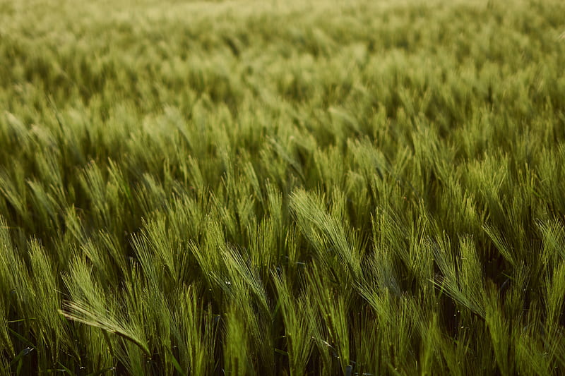 green plants, field, blurry, wheat, Landscape, HD wallpaper
