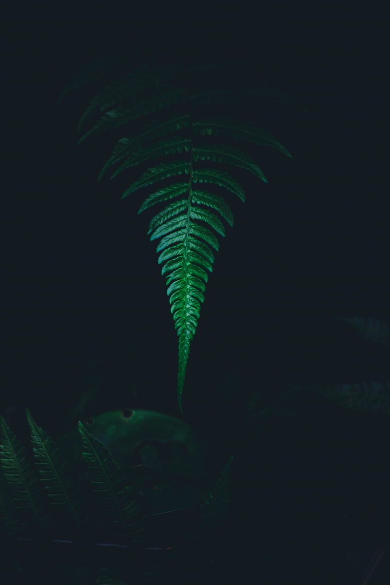 fern, leaf, green, dark, HD phone wallpaper