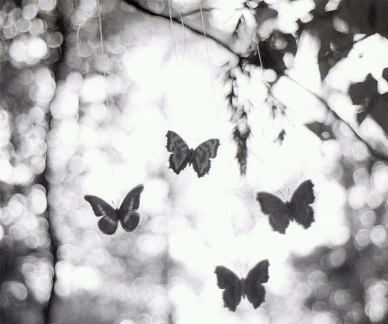 Shadow Dancing, gray, black, shadows, butterflies, white, abstract, silouhettes, HD wallpaper