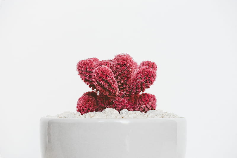 red cactus plant on white ceramic pot, HD wallpaper
