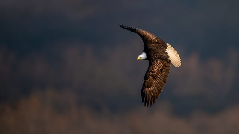 Flying Bald Eagle Birds, HD wallpaper