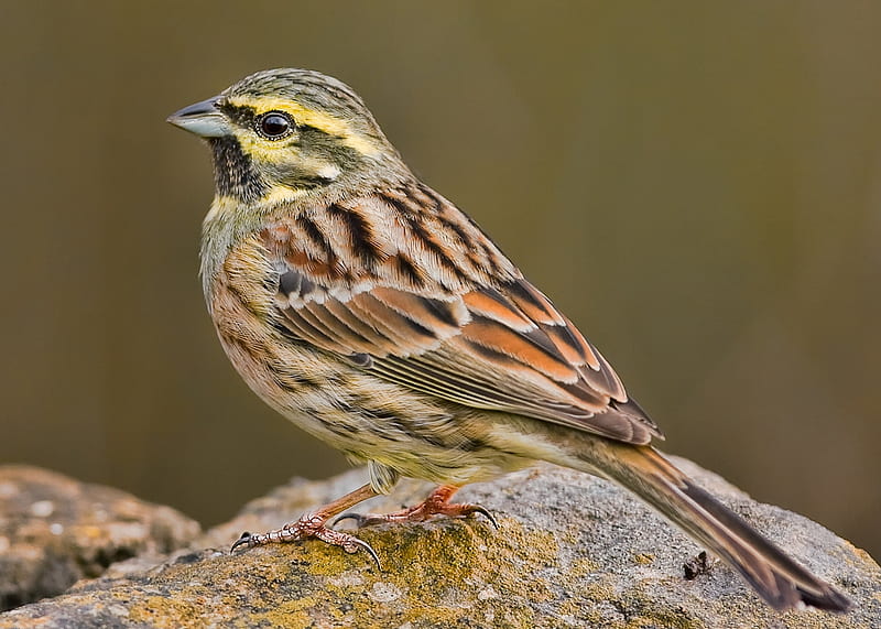 Cirl Bunting, Finches, Nature, Buntings, HD wallpaper