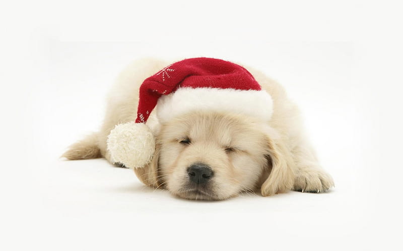 Waiting for Santa, craciun, christmas, golden retriever, animal, hat, cute, santa, white, puppy, dog, HD wallpaper