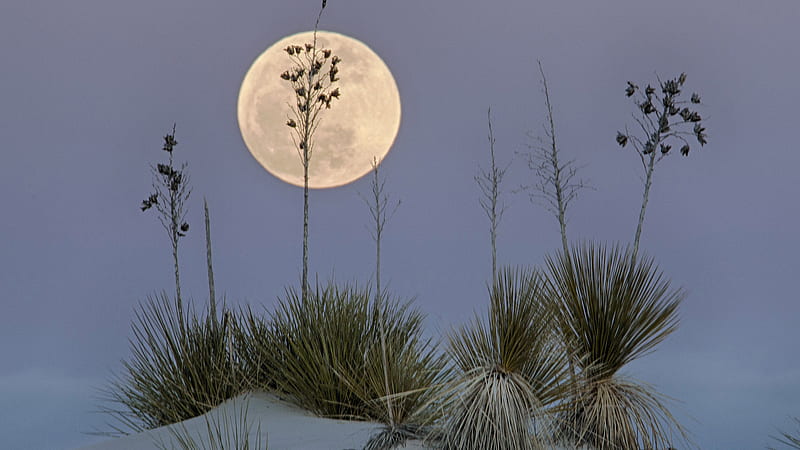 New Mexico Sand Desert USA With White Sands National Monument With Moon Background Nature, HD wallpaper
