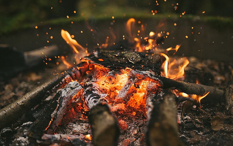 bonfire, flame, burning tree, camp, fire, HD wallpaper