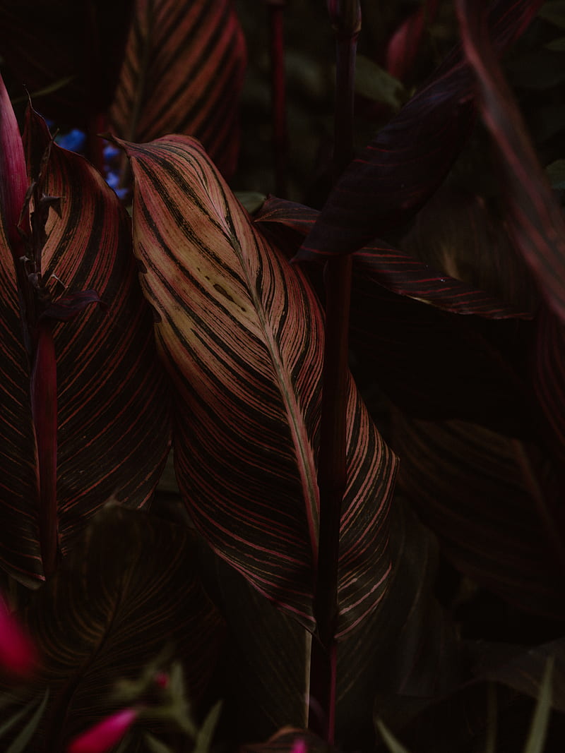 leaf, stripes, veins, closeup, plant, HD phone wallpaper