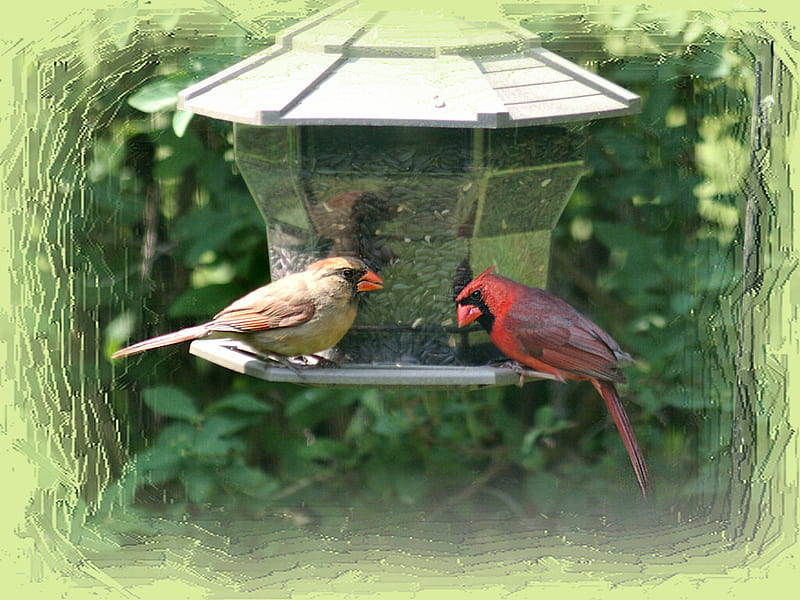 Cardinal Pair at Feeder F1, graphy, bird, avian, wildlife, red bird, animal, cardinal, HD wallpaper