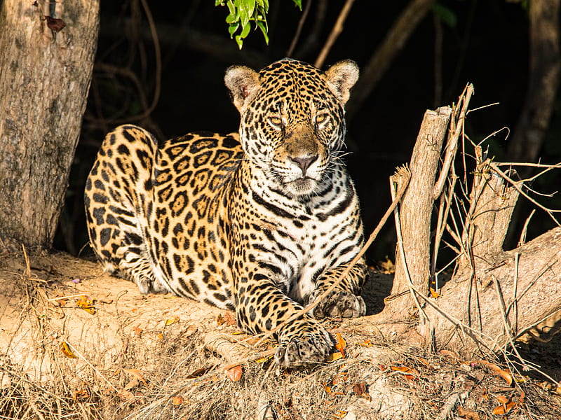 leopard, big cat, glance, predator, muzzle, spots, HD wallpaper