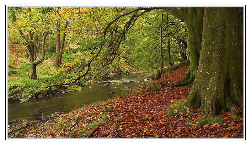 Hardcastle Crags, forest, autumn, tree, path, river, leaf, HD wallpaper