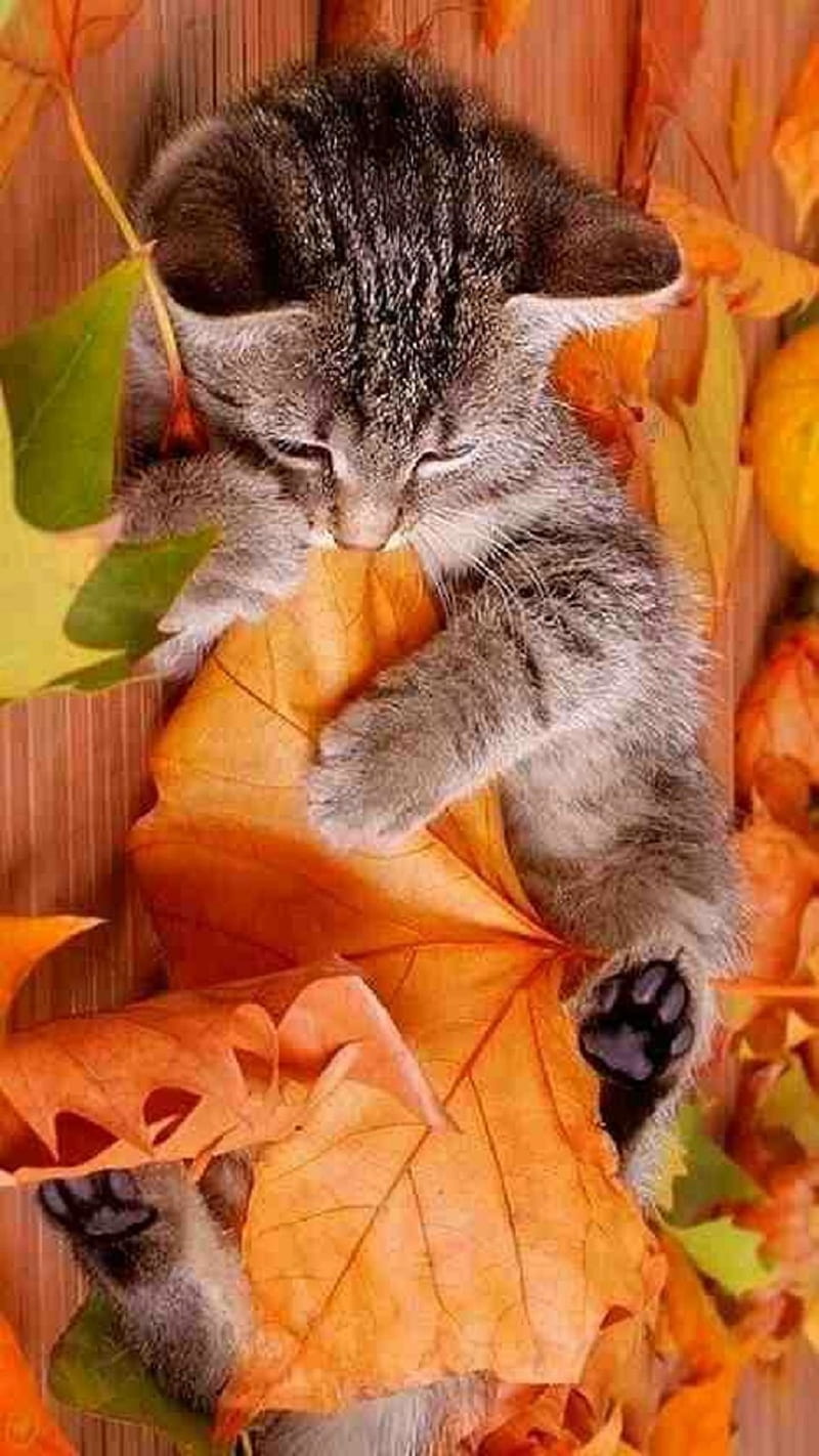 Cat, autumn, HD phone wallpaper