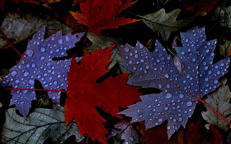 Autumn leaves, red, fall, autumn, leaves, water drops, toamna, dew, blue, HD wallpaper