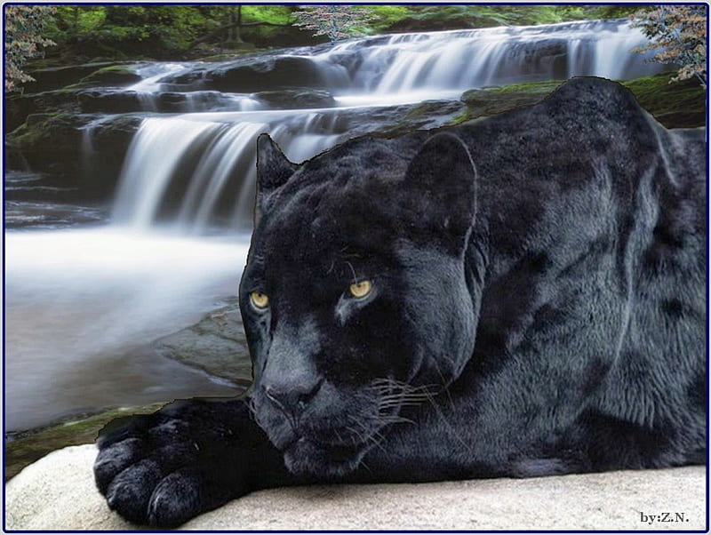 black cat, waterfall, black, animal, HD wallpaper