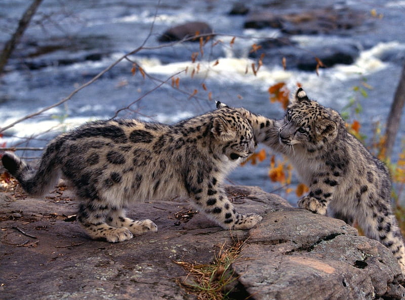 Snow Leopard Cubs, stripes, rock, gray, tail, ocean, black, cat, wave, daylight, water, spots, day, nature, cubs, animals, HD wallpaper