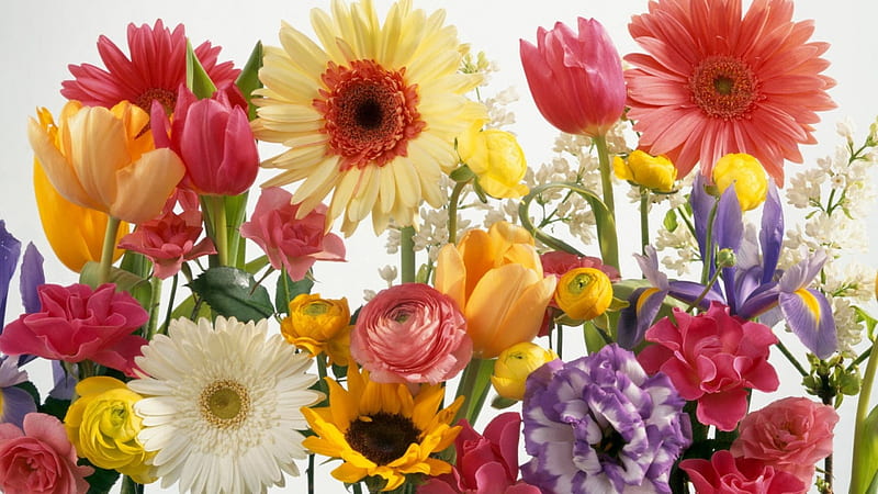 Mezcla de flores, gerberas, ranunculus, girasol, tulipanes, rosas, Fondo de  pantalla HD | Peakpx
