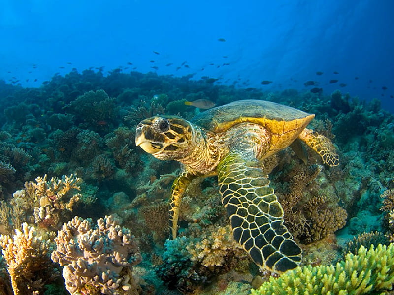 Sea Turtle, Cool, Turtle, Sea, Hd Wallpaper 