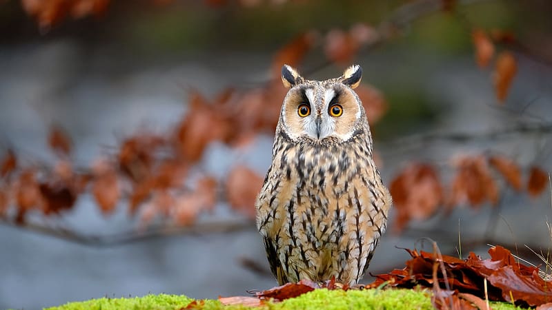 Long-Eared Owl, wings, eyes, feathers, raptor, HD wallpaper