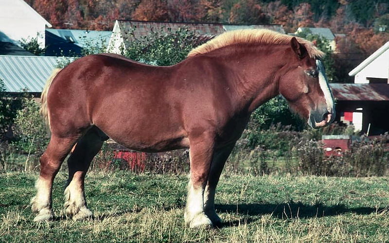 Sleeping Draft Horse, draft, grass, chestnut, equine, horse, HD wallpaper