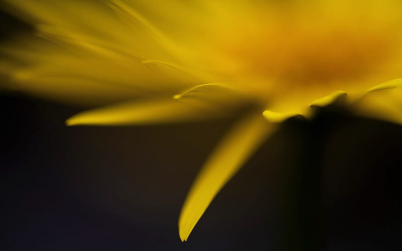 Yellow Flower Petals, HD wallpaper
