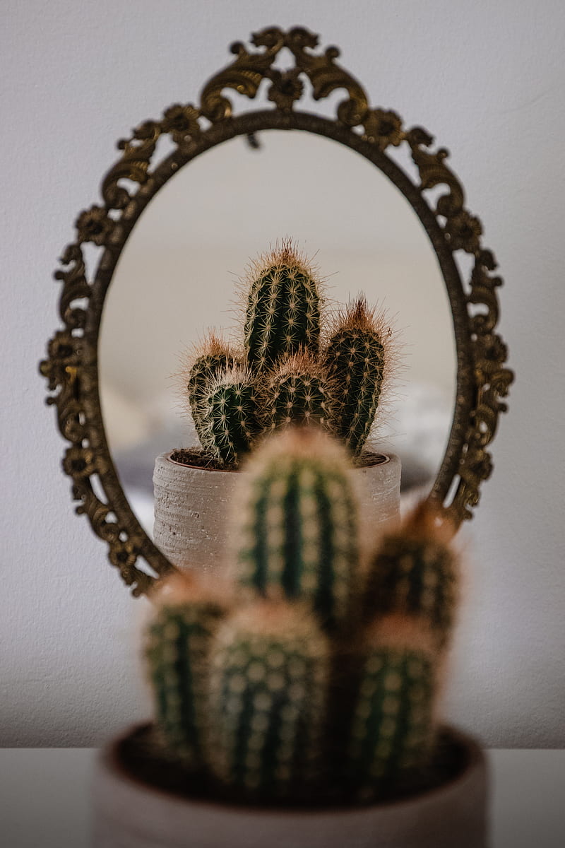 cactus, prickle, mirror, reflection, HD phone wallpaper