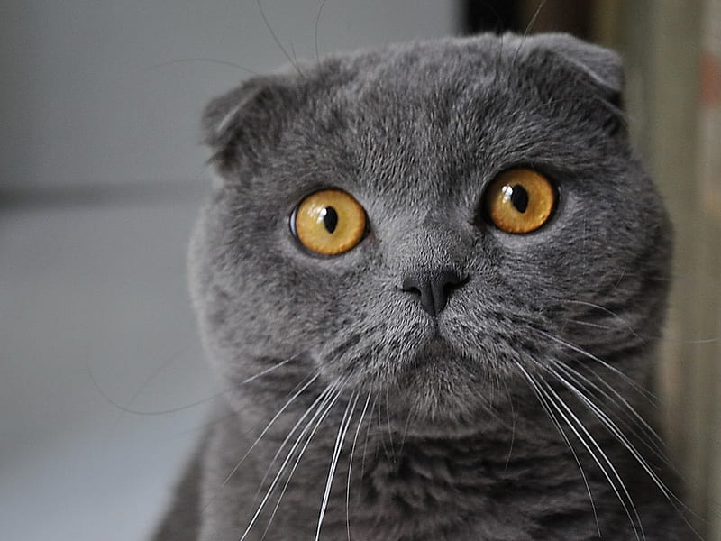 Big eyes, feline, russian blue, eye, cat, kitten, sweet, HD wallpaper