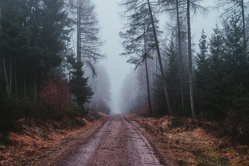 brown dirt road between trees covered with fog, HD wallpaper