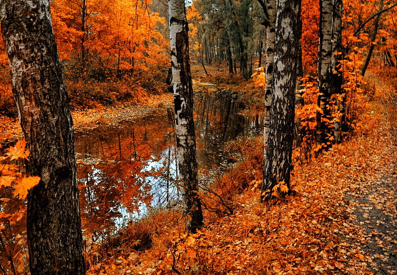 Fall forest, red, forest, stream, colorful, fall, autumn, calmness ...